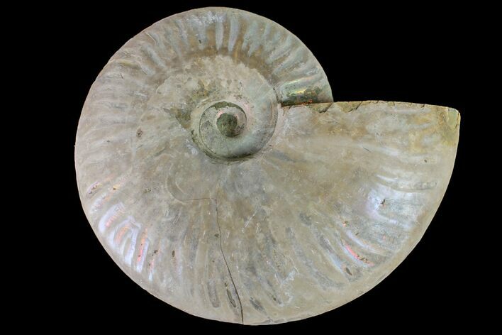 Silver Iridescent Ammonite (Cleoniceras) Fossil - Madagascar #159392